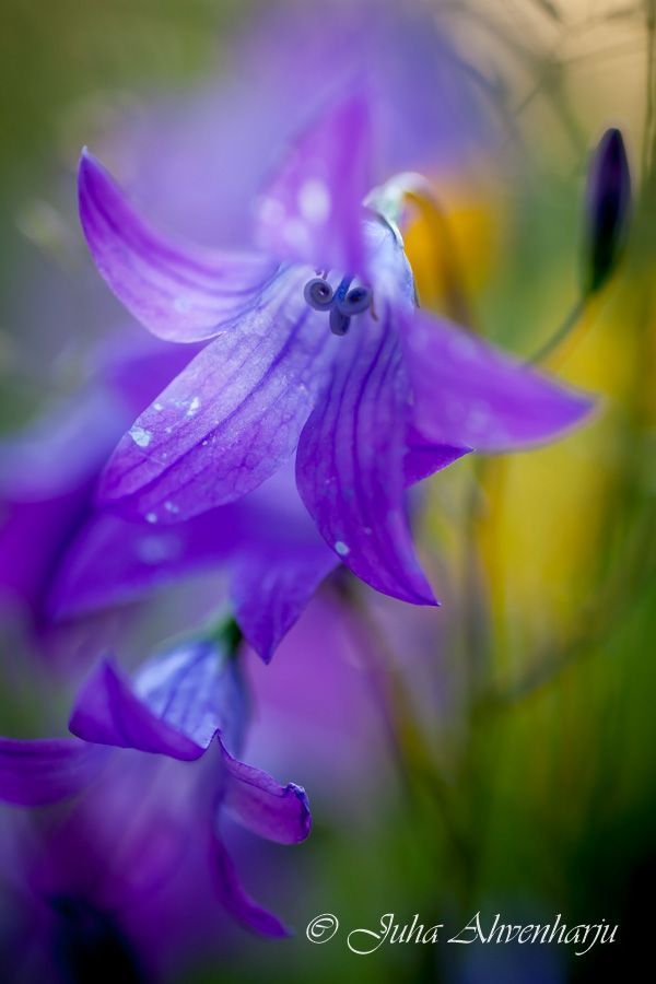 Juha Ahvenharju Photography