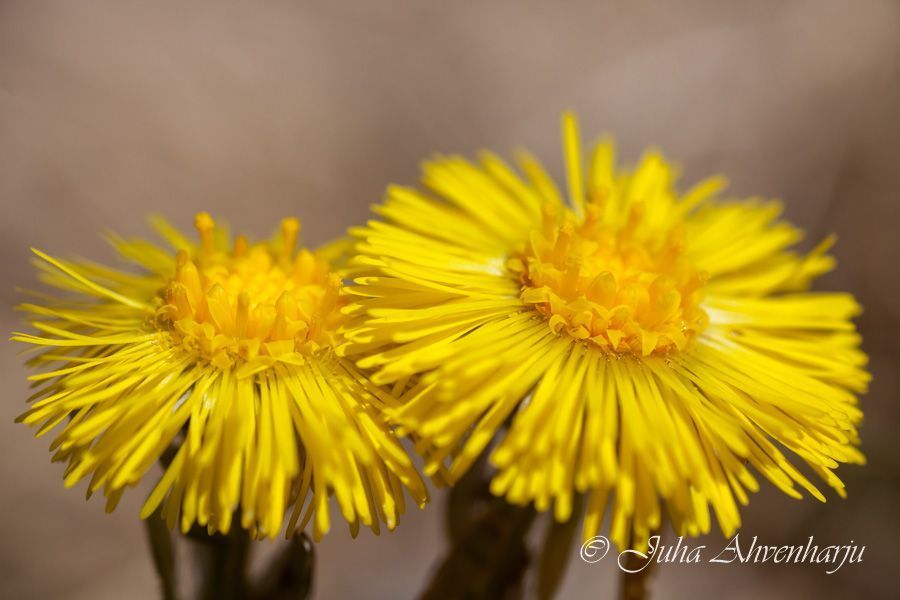 Juha Ahvenharju Photography