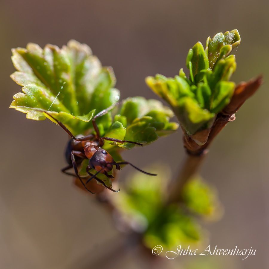 Juha Ahvenharju Photography