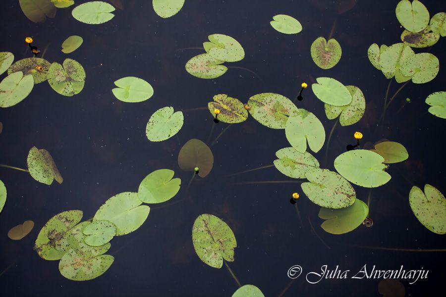 Juha Ahvenharju Photography