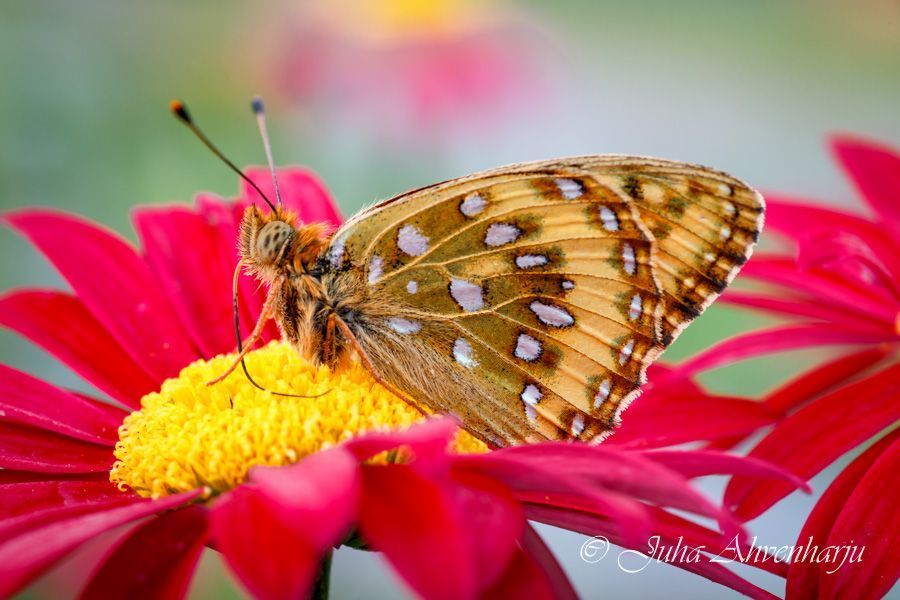 Juha Ahvenharju Photography