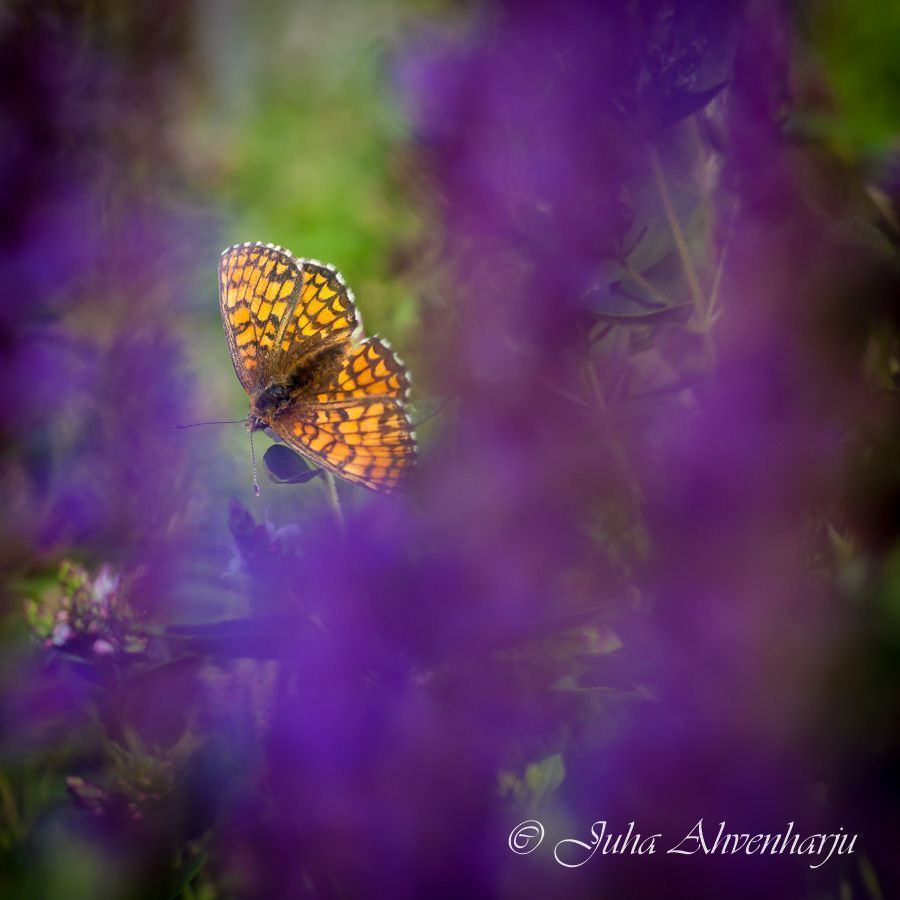 Juha Ahvenharju Photography