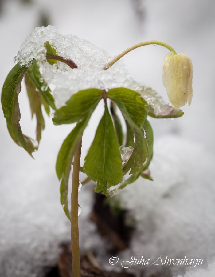 Juha Ahvenharju Photography