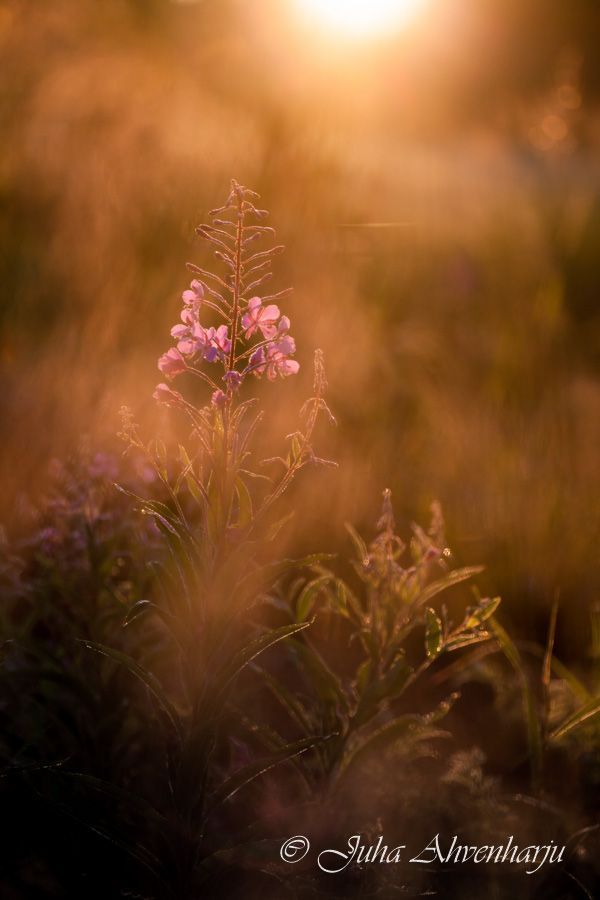 Juha Ahvenharju Photography