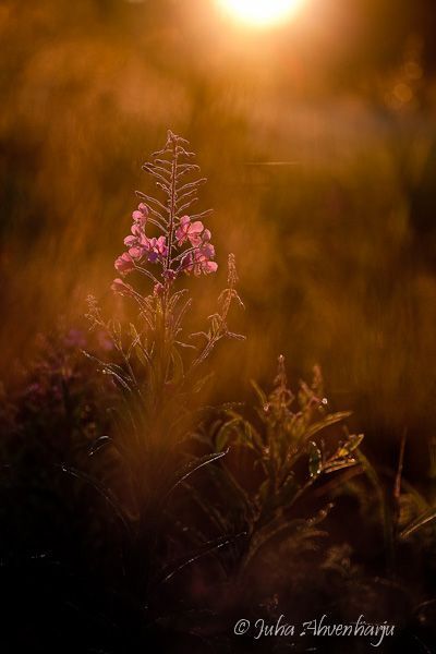 Juha Ahvenharju Photography