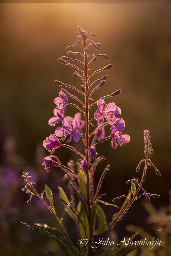 Juha Ahvenharju Photography