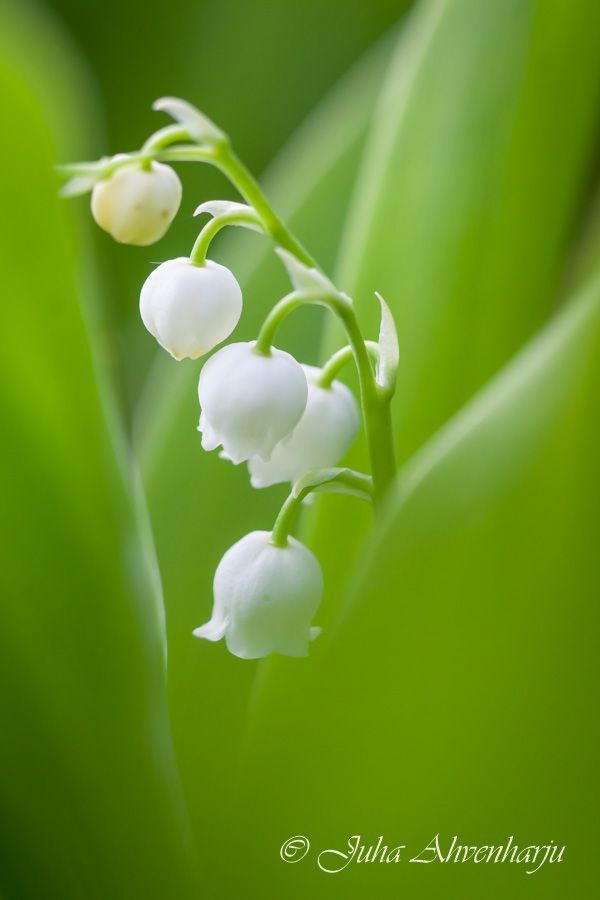 Juha Ahvenharju Photography