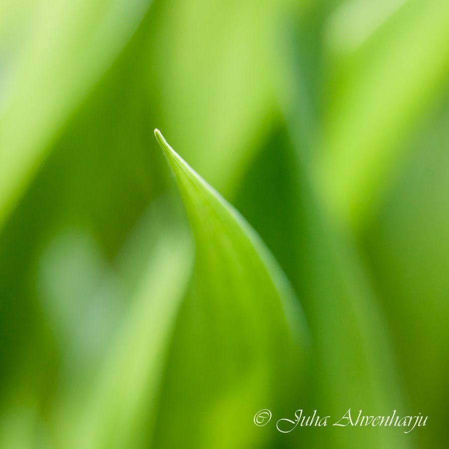 Juha Ahvenharju Photography