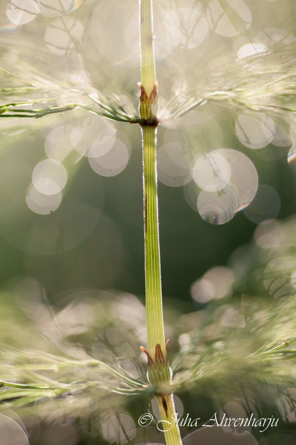 Juha Ahvenharju Photography
