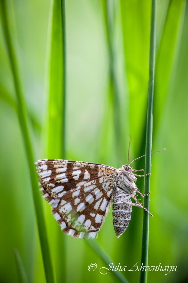 Juha Ahvenharju Photography