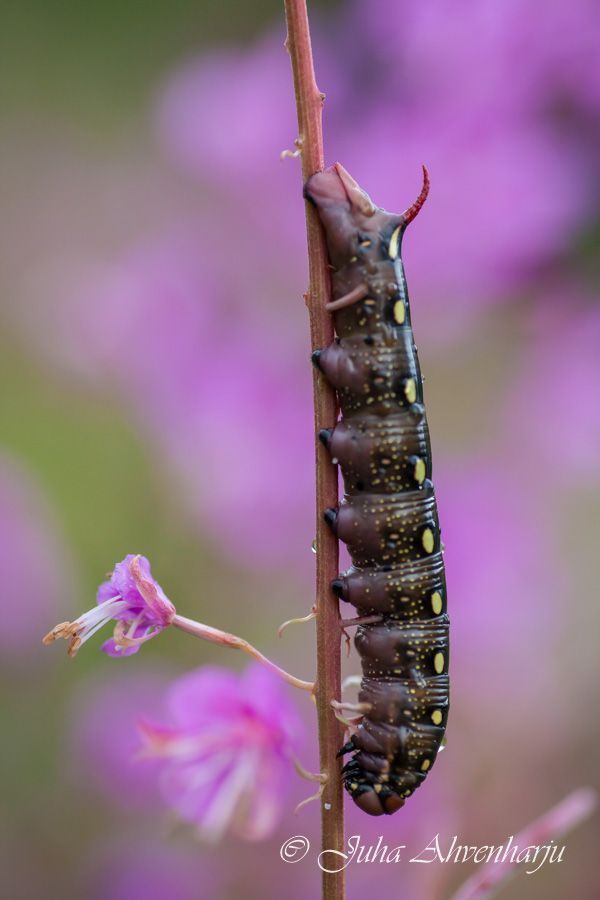 Juha Ahvenharju Photography