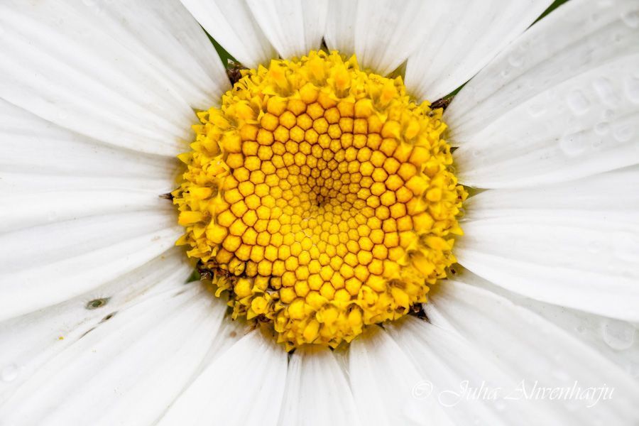 Juha Ahvenharju Photography