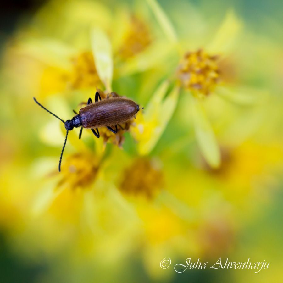 Juha Ahvenharju Photography