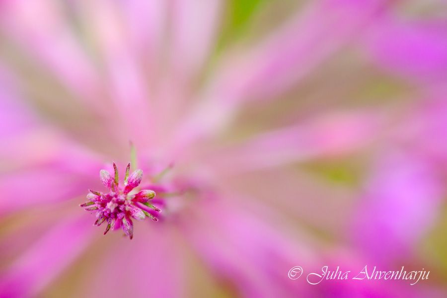 Juha Ahvenharju Photography