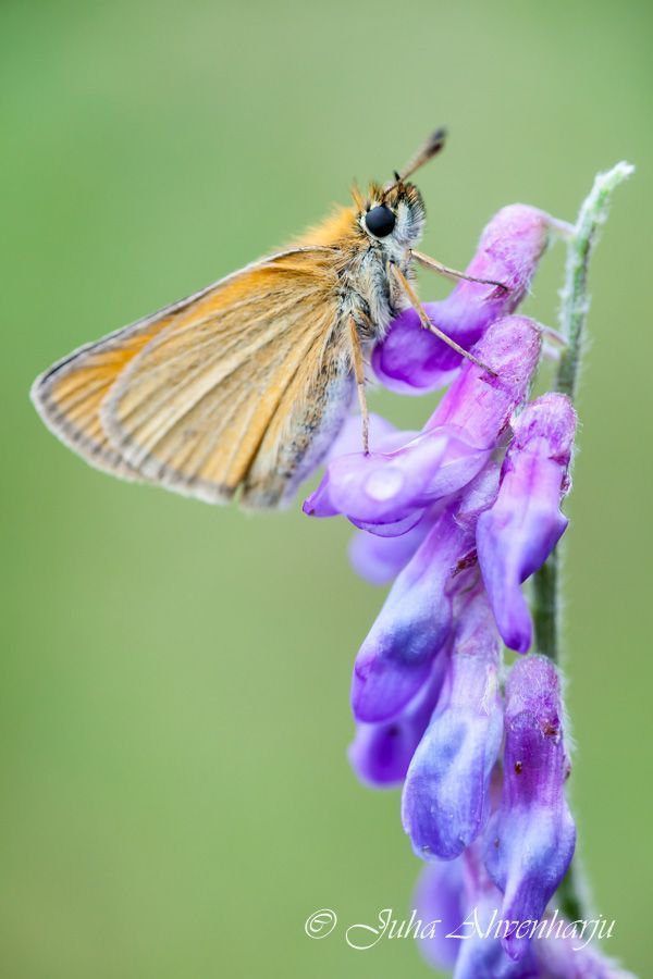 Juha Ahvenharju Photography