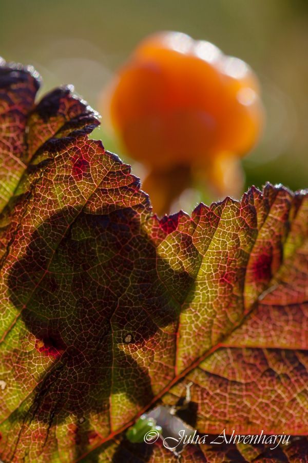 Juha Ahvenharju Photography