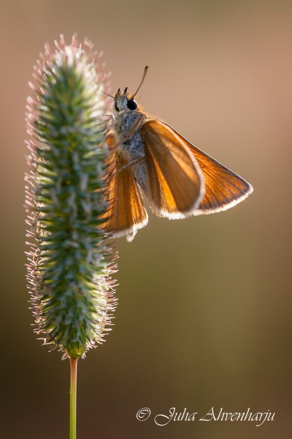 Juha Ahvenharju Photography