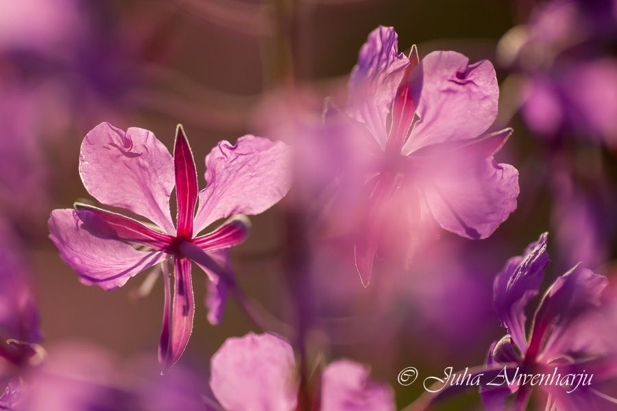 Juha Ahvenharju Photography