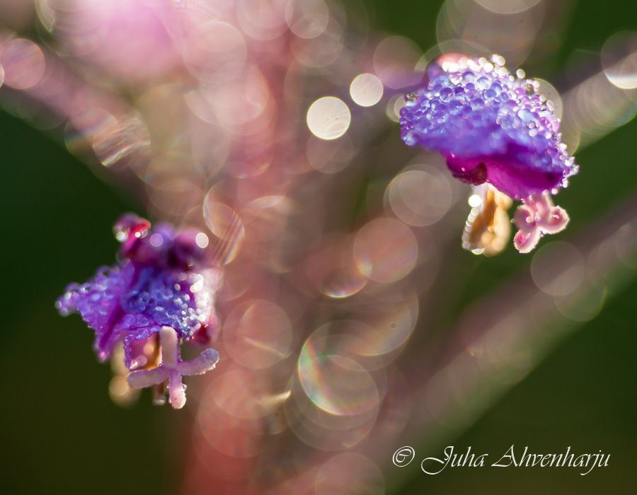 Juha Ahvenharju Photography