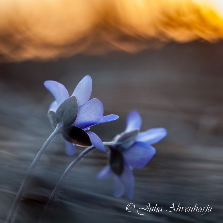 Juha Ahvenharju Photography