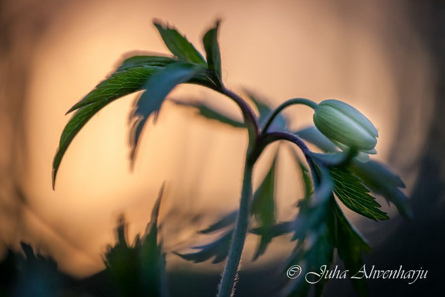 Juha Ahvenharju Photography