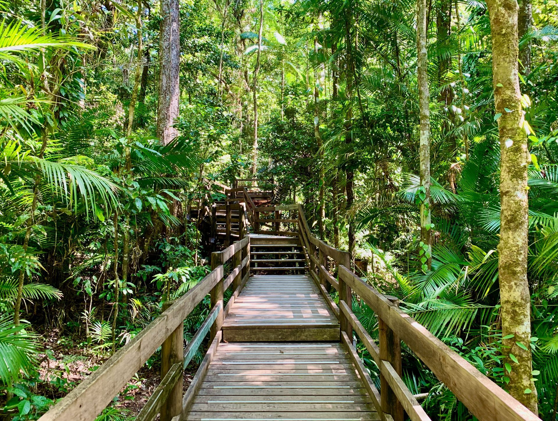 Wooden boardwalk and stairs through lush, green rainforest.