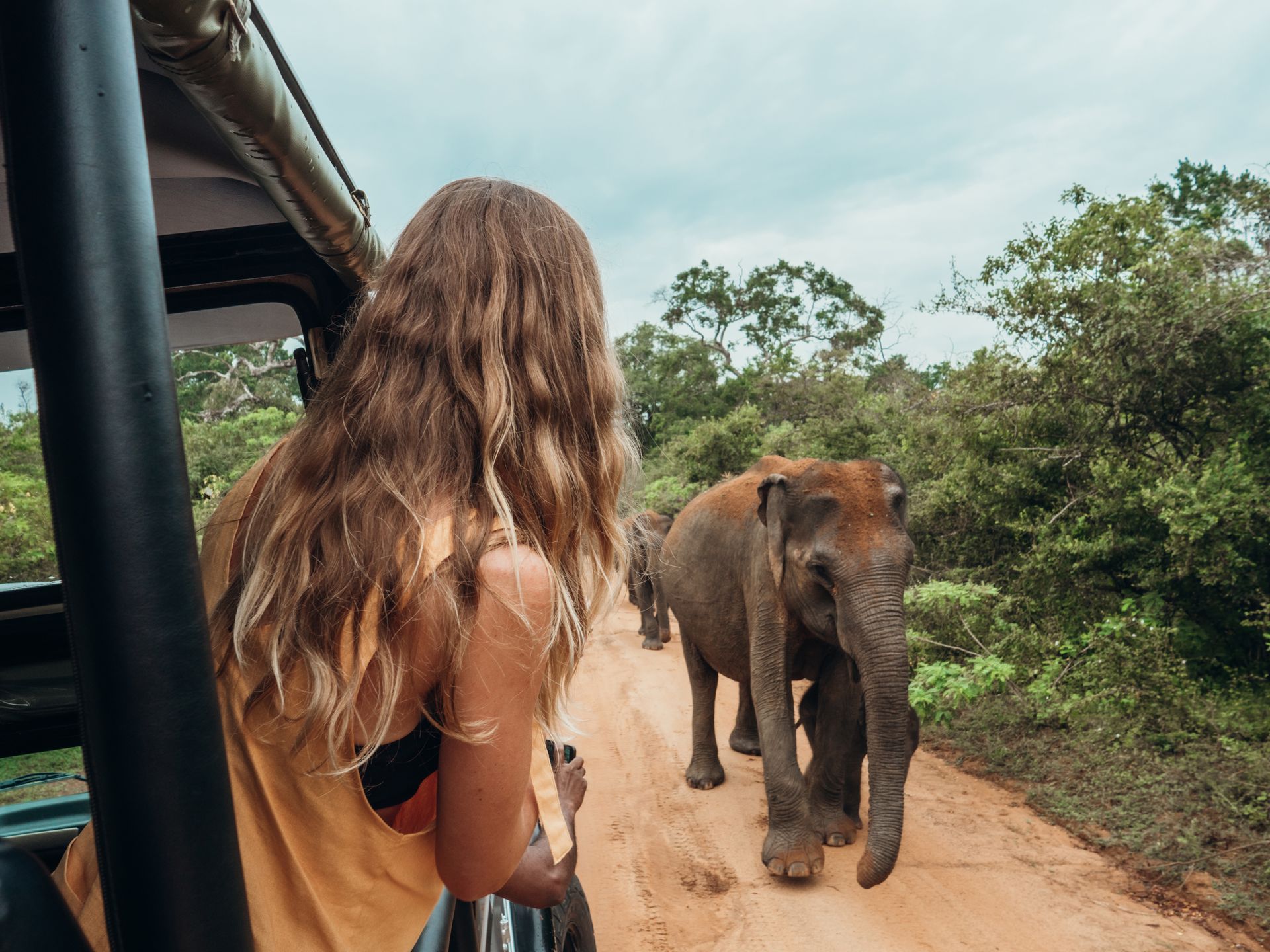 Woman in safari vehicle watches elephants on a dirt road in Sri Lanka.