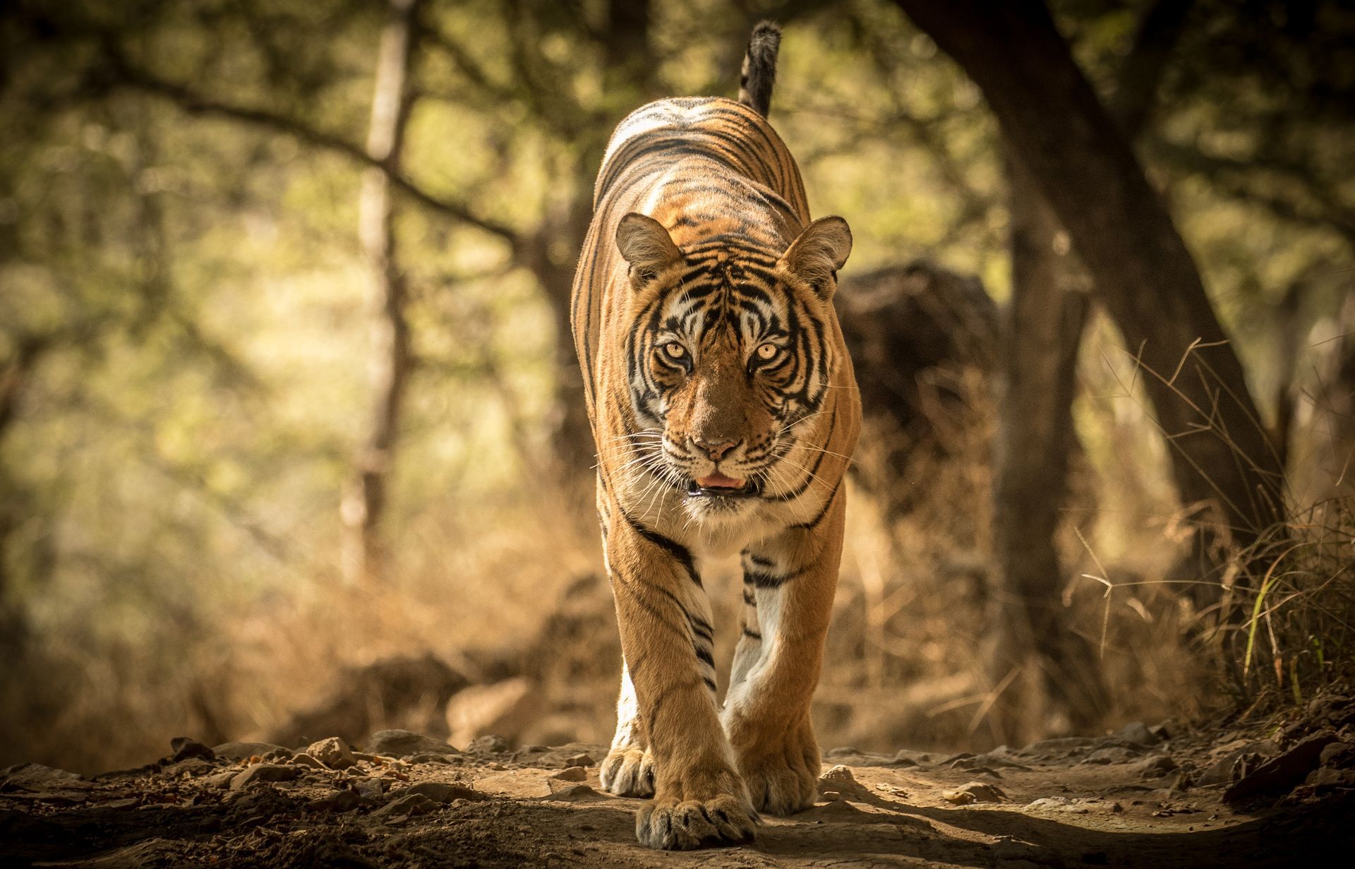SAFARI & WILDLIFE