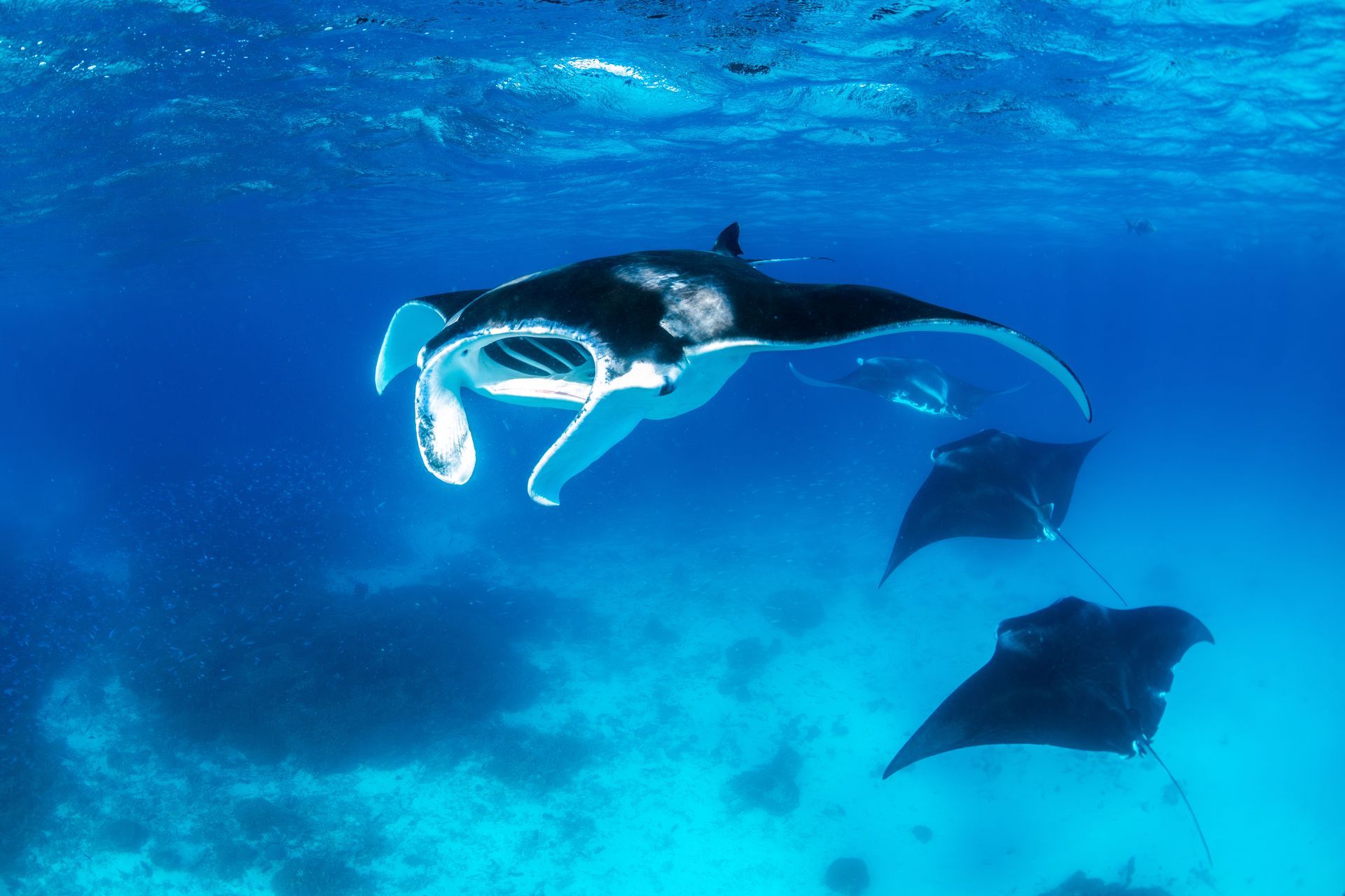 Three manta rays swimming underwater in blue ocean, one with open mouth.