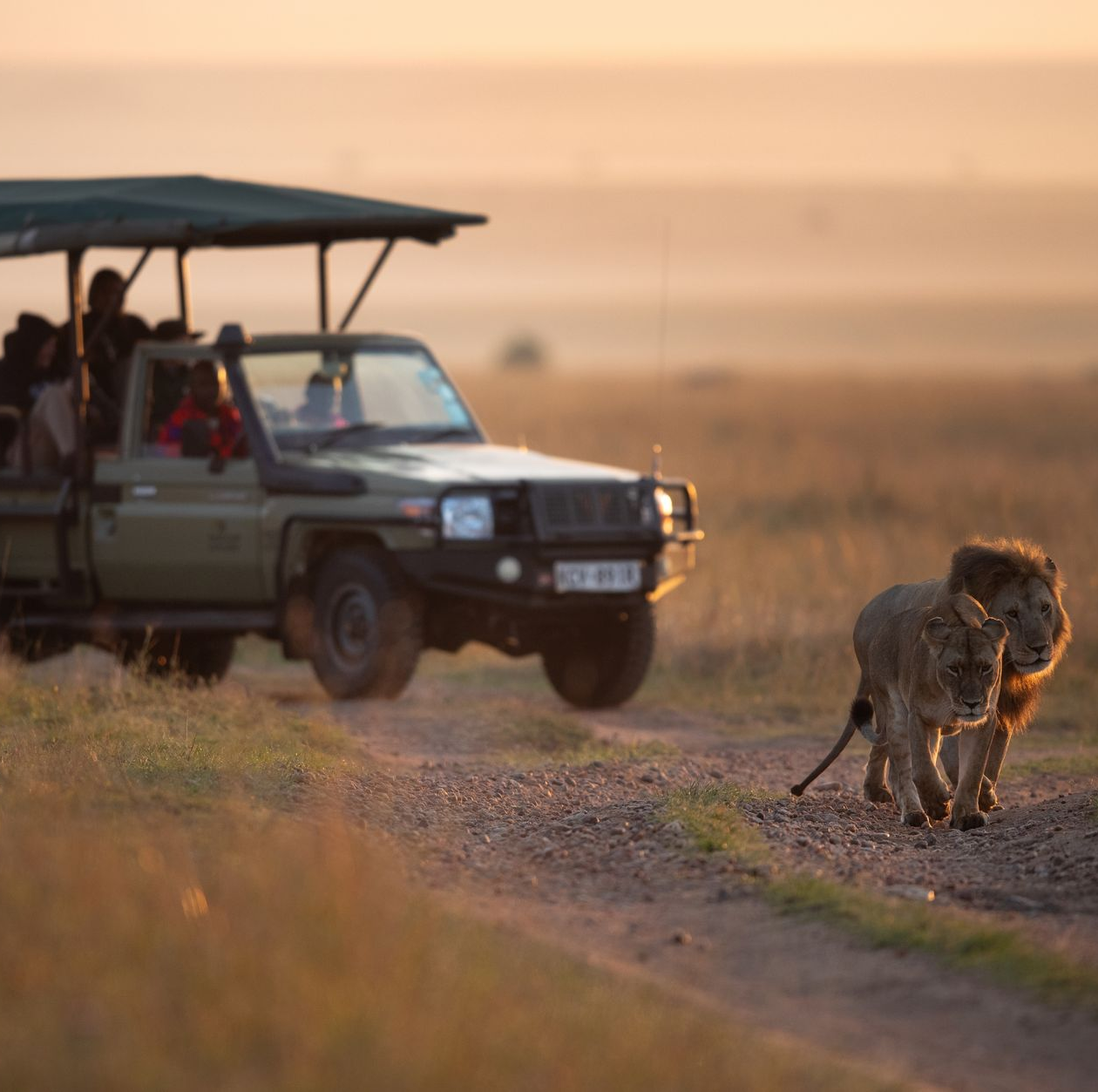 Safari jeep following two lions on a dirt road at sunset.