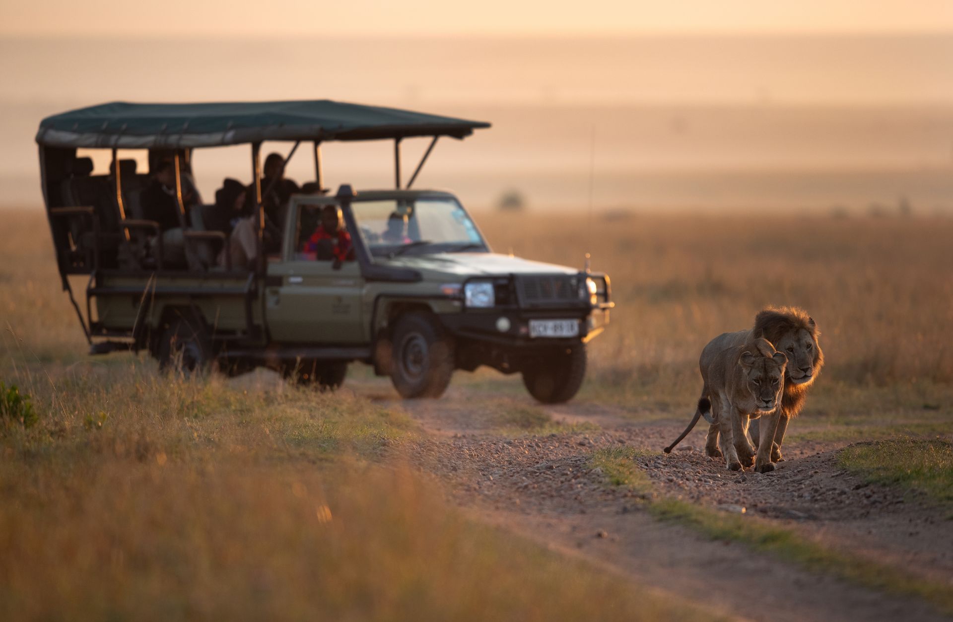 Safari vehicle with tourists observing two lions walking on a dirt road in a grassy savanna at sunset.