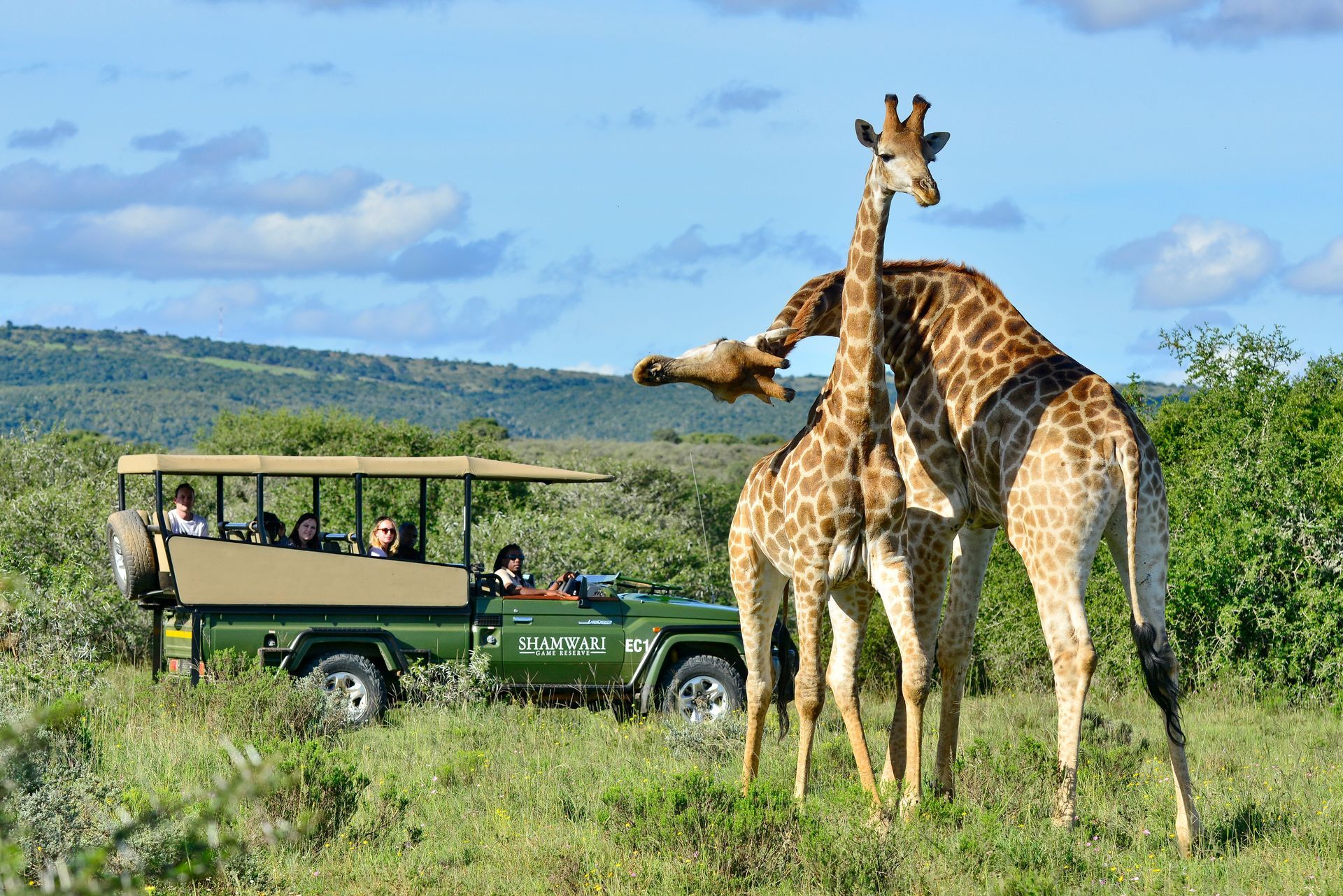 Two giraffes interacting near a safari vehicle with tourists on a grassy plain.