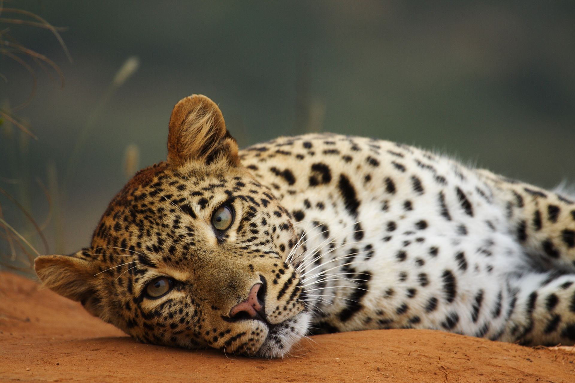 Leopard with spotted coat resting on red ground, head tilted towards the viewer.