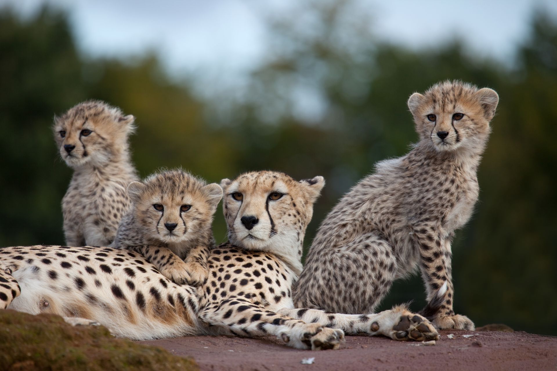 Cheetah mother with three cubs, resting on a brown surface, looking alert.