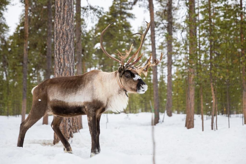 Reindeer with large antlers stands in a snowy forest, surrounded by pine trees.