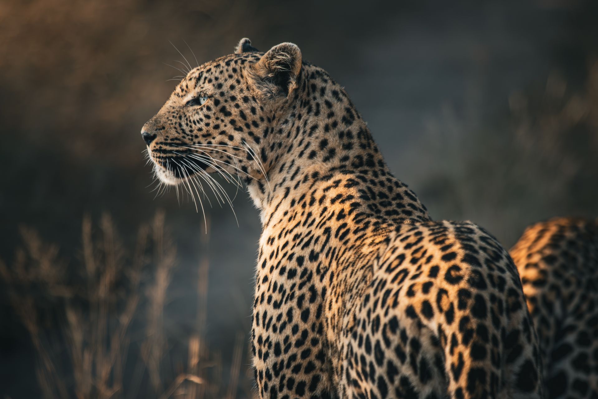 Leopard with spotted coat, looking to the left, in a grassy field; warm light.