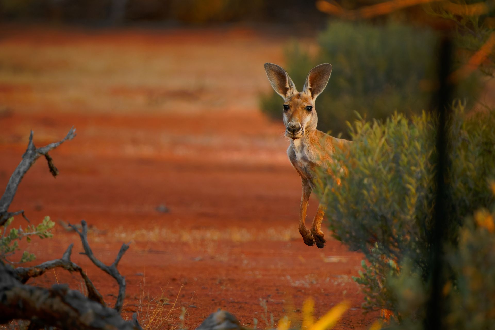 Kangaroo peeking from behind bush in red dirt landscape.