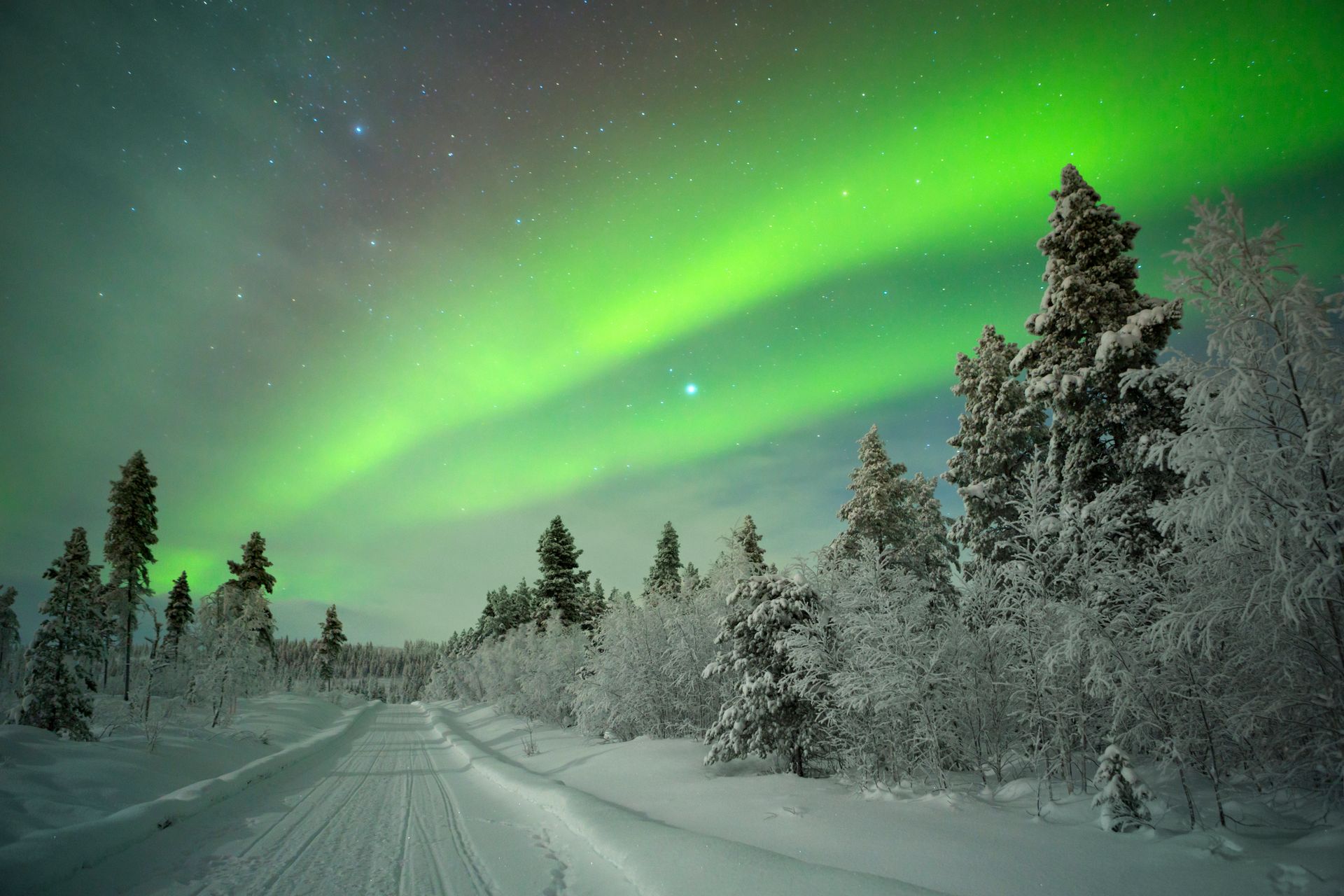 Green aurora borealis over snow-covered trees and a road at night.