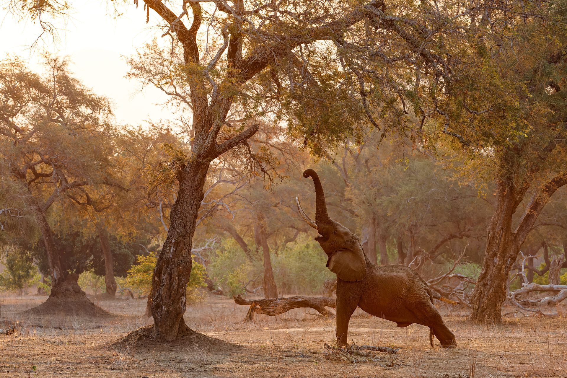 Elephant reaching up to eat from a tree in a savanna setting, bathed in warm sunlight.