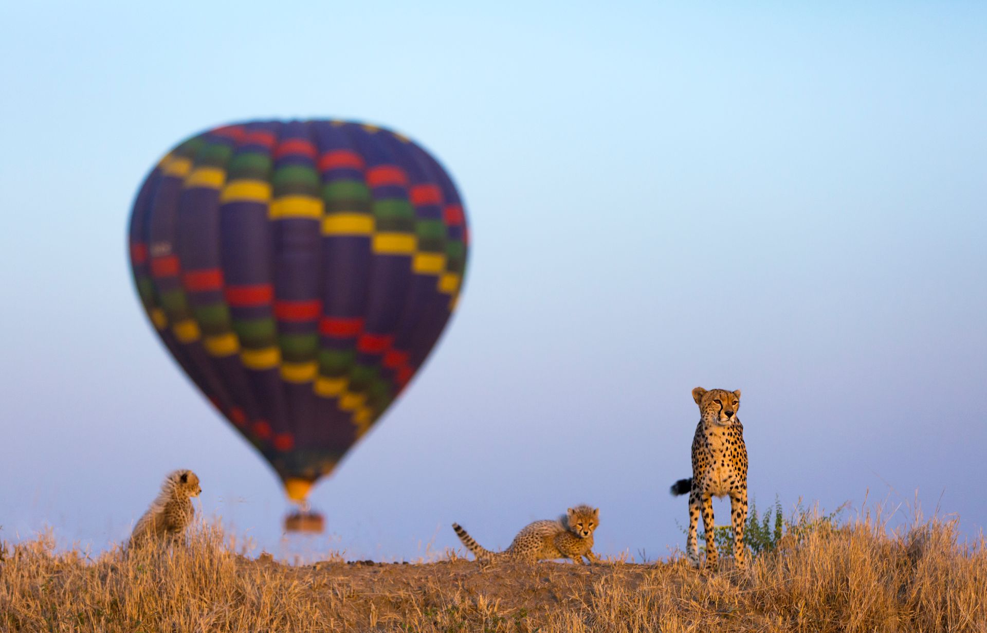 Three cheetahs watch a colorful hot air balloon rising in the sky over tall grass.
