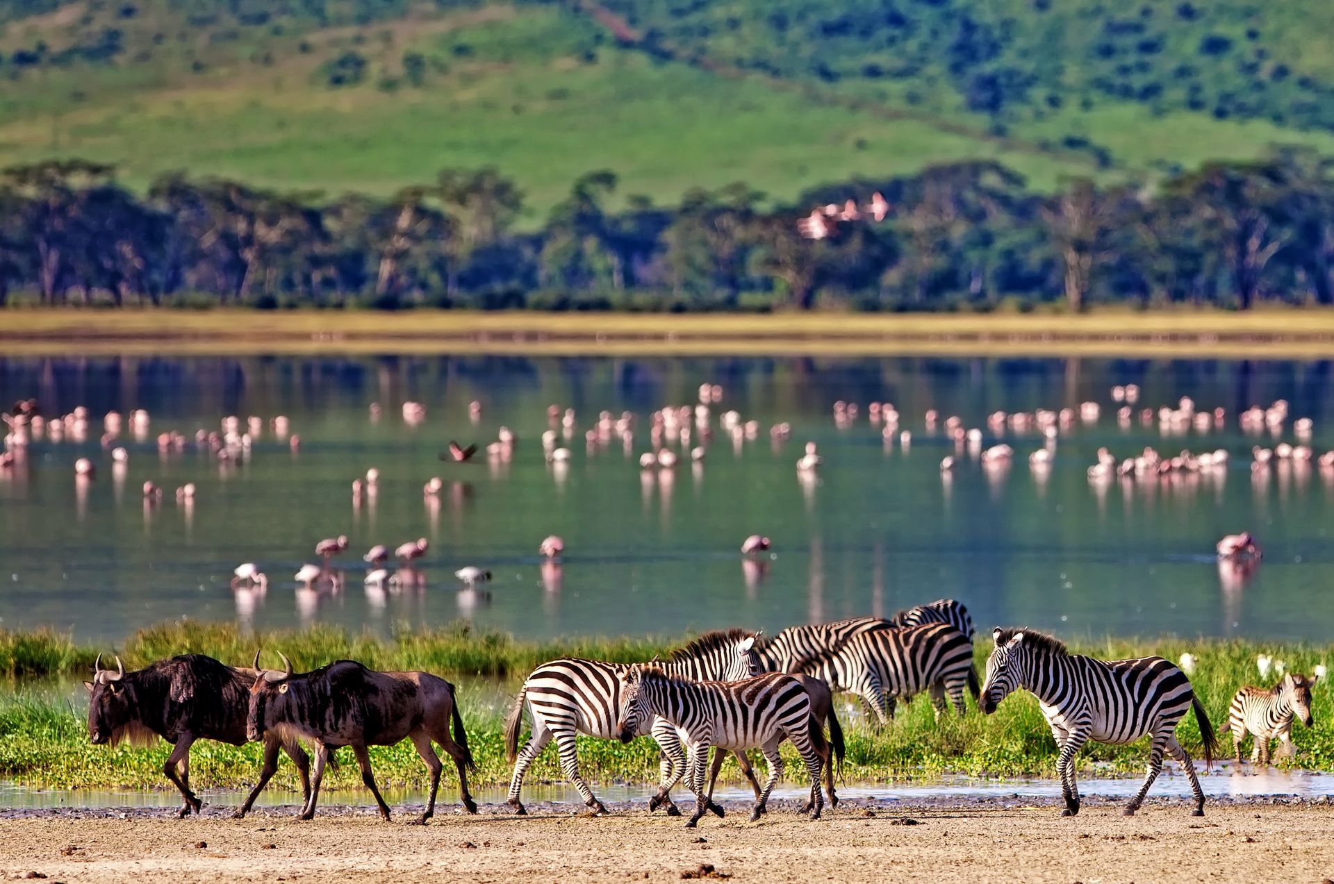 Zebras and wildebeest walk near a lake with pink flamingos and green hills.