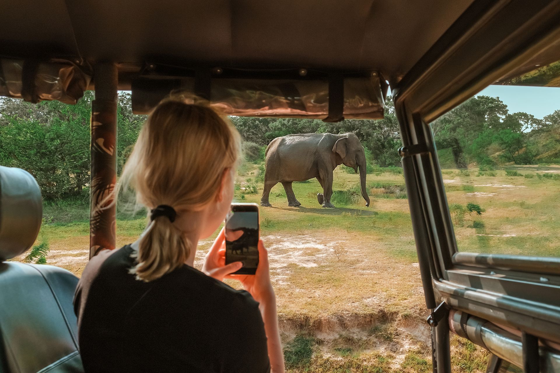 Woman in safari vehicle photographing elephant in field.