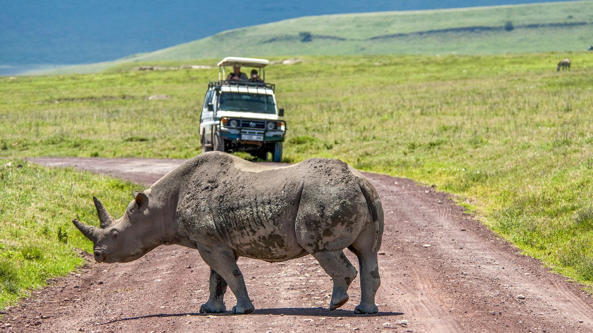 Rhino crossing a dirt road with a safari vehicle in the background. Green landscape.