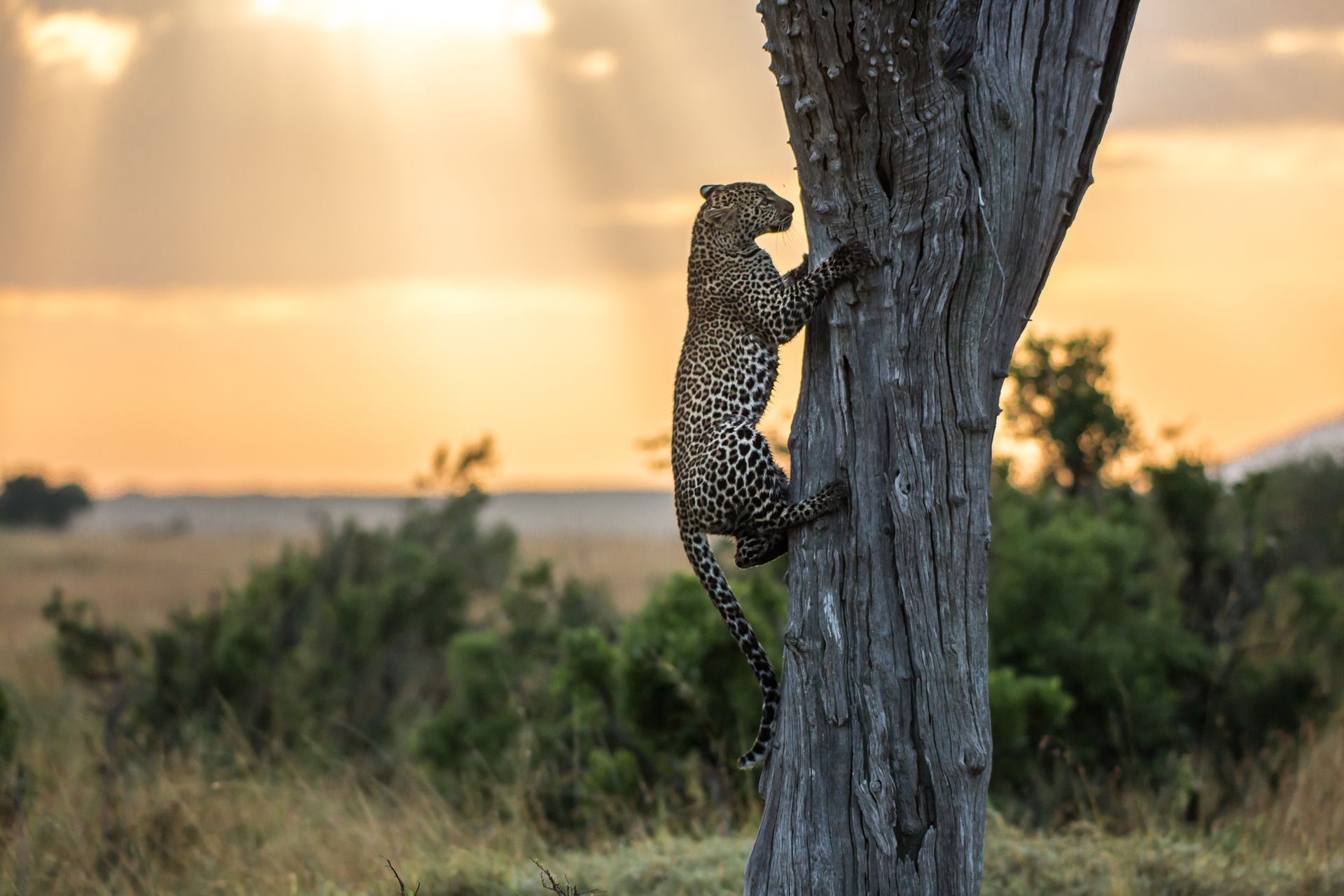 Leopard climbs a tree at sunset. Golden light illuminates the savannah.