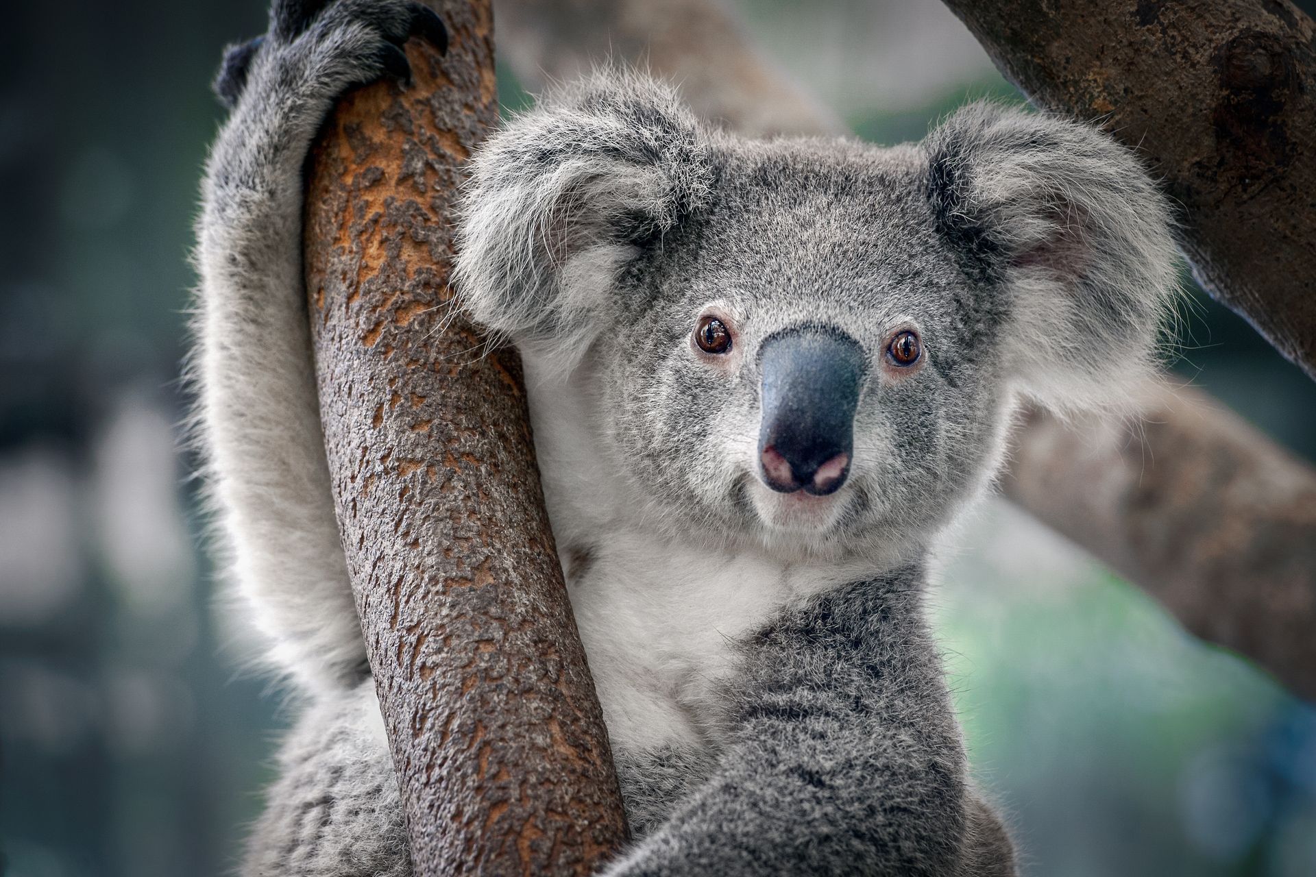 Koala clinging to a tree, gray fur, black nose, brown eyes, looking at camera.