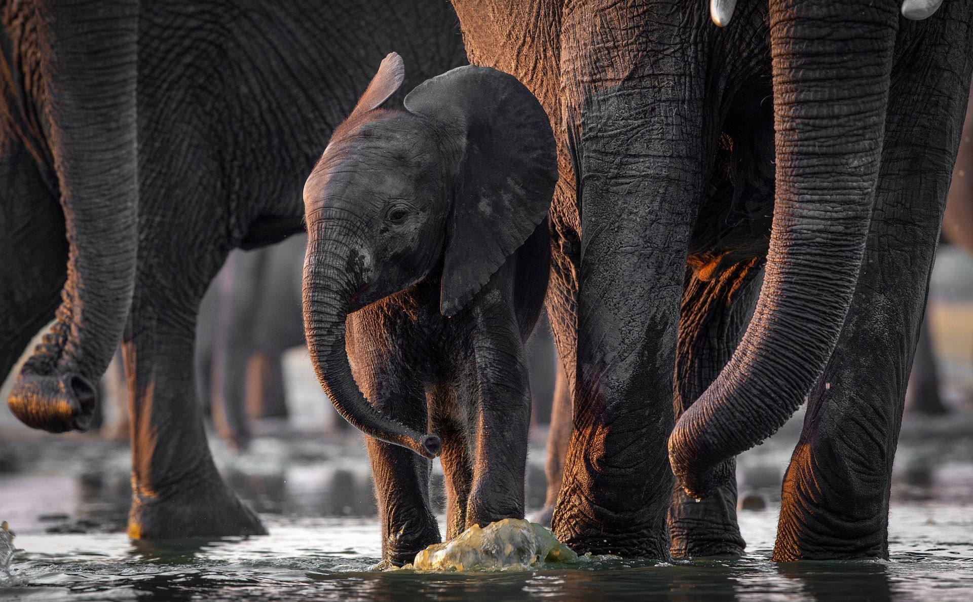 Baby elephant stands in water near adults, with trunks and legs visible.