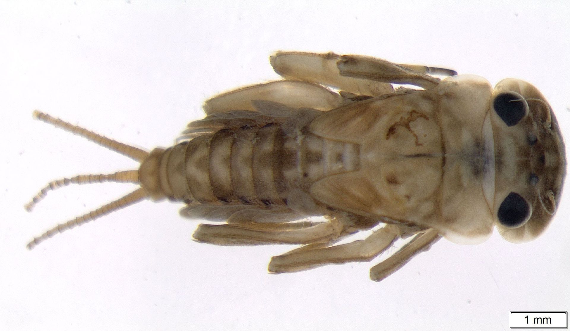 Electrogenaujhellyii - MatExpert GmbH