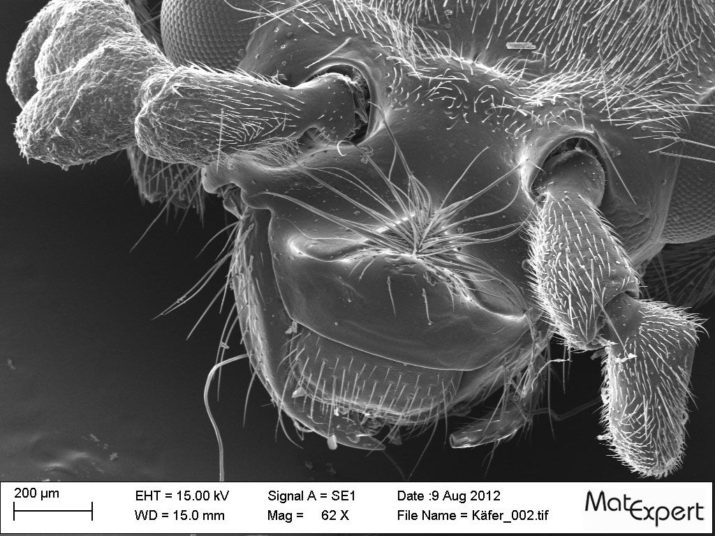 Käfer - MatExpert GmbH