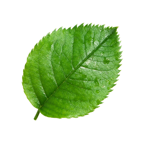Une feuille verte