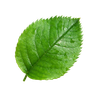 Une feuille verte
